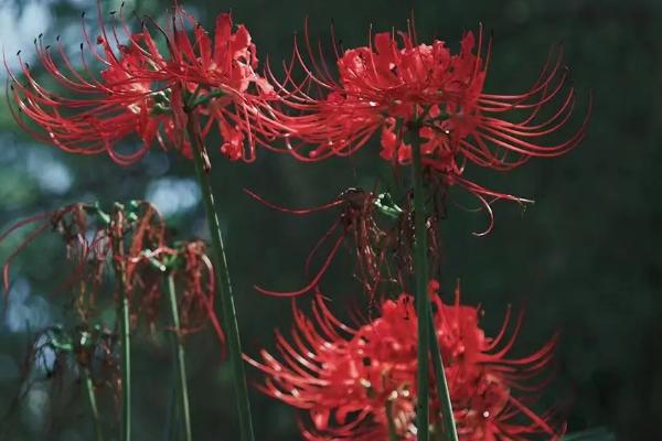 彼岸花春季栽培要过多久才能发芽,一般需要10天左右