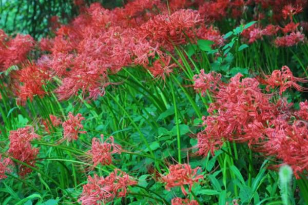 彼岸花春季栽培要过多久才能发芽,一般需要10天左右