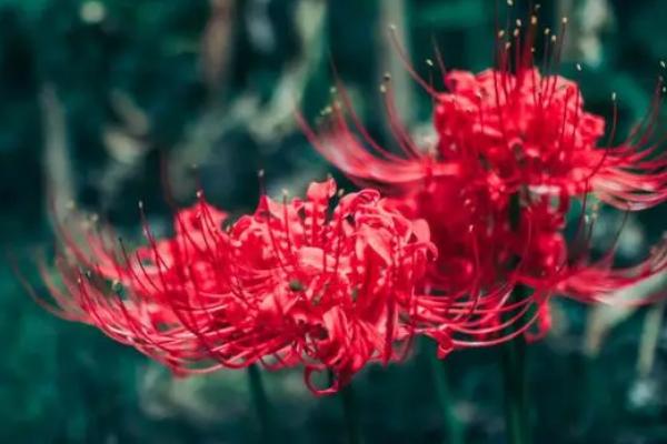 彼岸花春季栽培要过多久才能发芽,一般需要10天左右