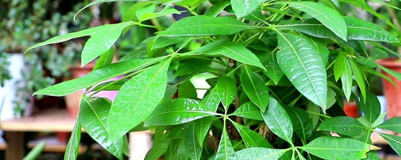 发财树叶子发焉下垂怎么办，应将其放置在半阴环境中