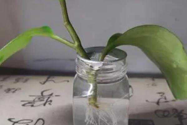 豆瓣绿水培怎么生根,需更换清水或及时遮阴等