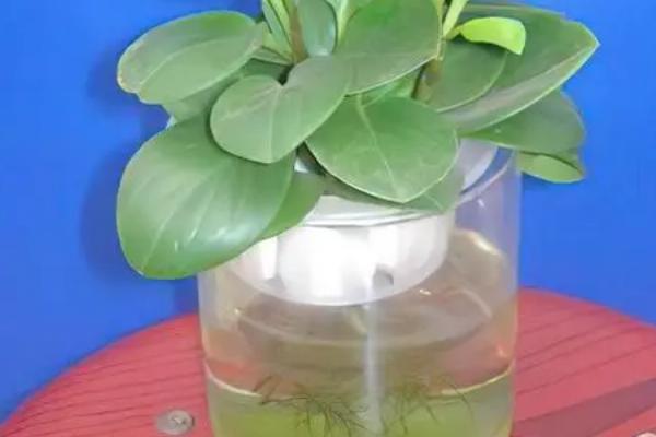 豆瓣绿水培怎么生根,需更换清水或及时遮阴等