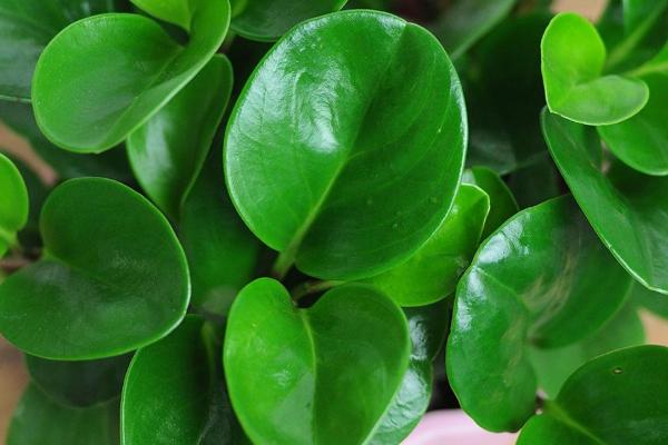 豆瓣绿水培怎么生根,需更换清水或及时遮阴等