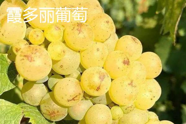 最贵的葡萄,有以下八种