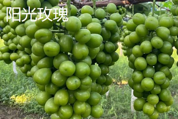 最贵的葡萄,有以下八种