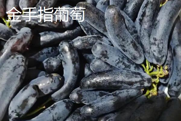 最贵的葡萄,有以下八种