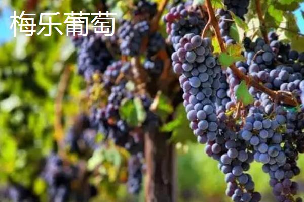 最贵的葡萄,有以下八种