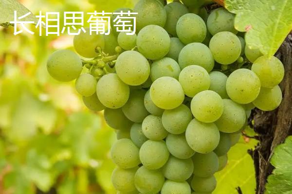 最贵的葡萄,有以下八种