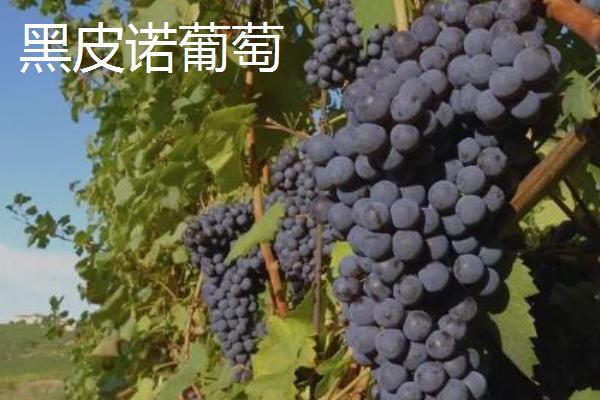 最贵的葡萄,有以下八种