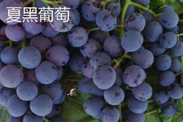 最贵的葡萄,有以下八种