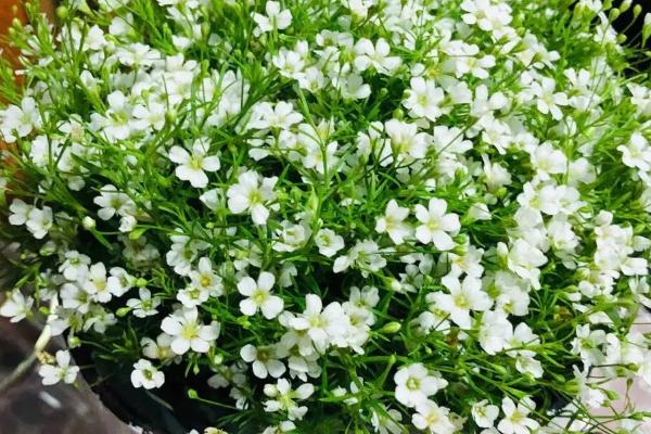 满天星有毒吗,无毒且观赏价值高