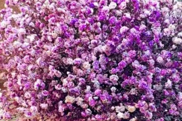 满天星有毒吗,无毒且观赏价值高