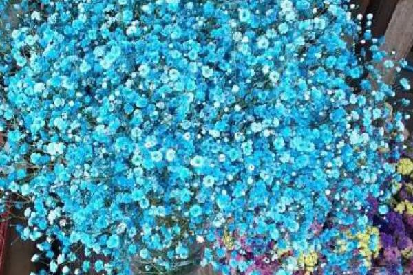 满天星有毒吗,无毒且观赏价值高