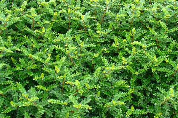 胡椒木放室内有没有毒,没毒但是不适合在室内养殖