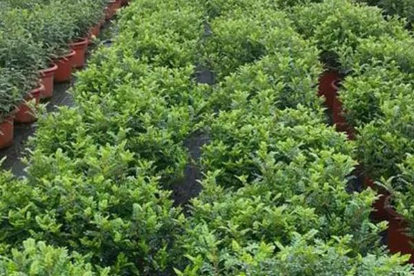 胡椒木放室内有没有毒,没毒但是不适合在室内养殖