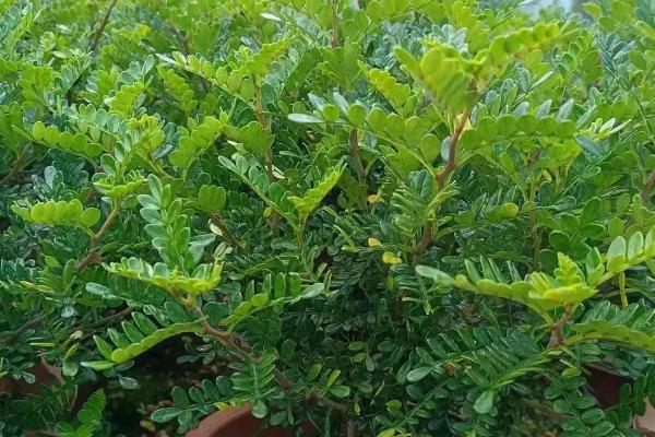 胡椒木放室内有没有毒,没毒但是不适合在室内养殖