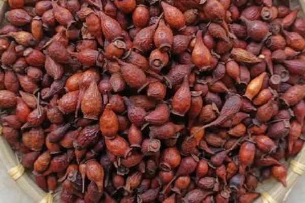 金樱子种子的传播方式,可由鸟类、自身和人为传播