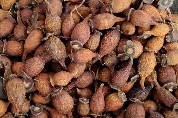 金樱子种子的传播方式,可由鸟类、自身和人为传播