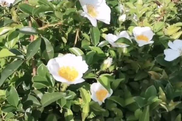 金樱子种子的传播方式,可由鸟类、自身和人为传播