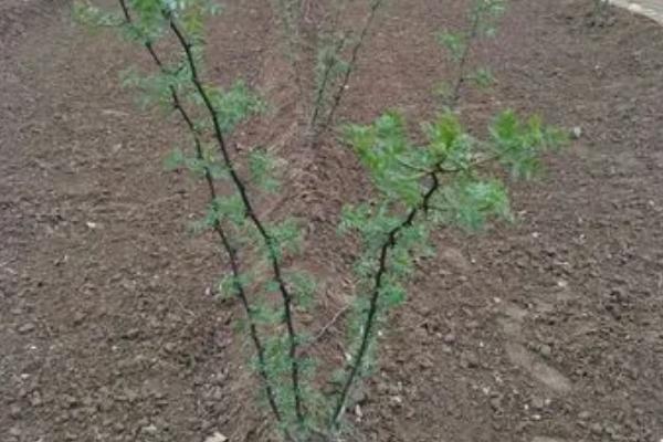 花椒树怎么移栽，上盆前要剪除病枯枝、腐烂根