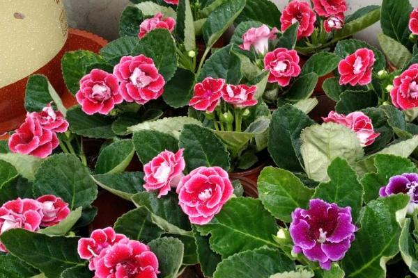 如何水扦大岩桐花的叶片，需使用冷却后的白开水、或纯净水和矿物质水