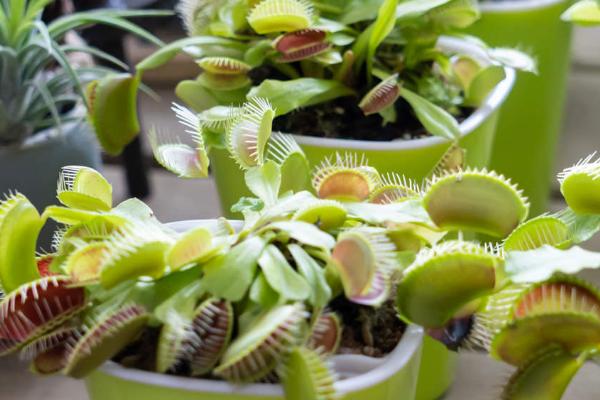 捕蝇草的种植要点,必须使用偏酸性的土质种植