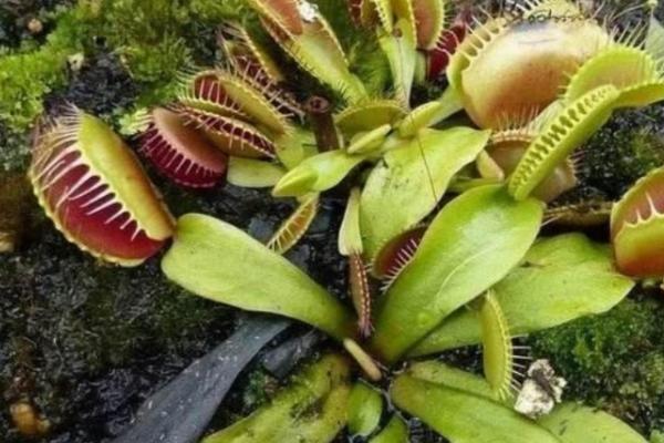 捕蝇草的种植要点,必须使用偏酸性的土质种植