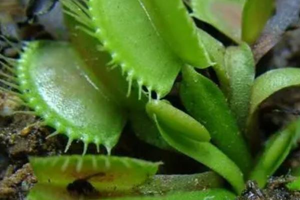 捕蝇草的种植要点,必须使用偏酸性的土质种植