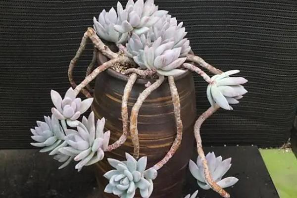 霜之朝如何爆盆,养殖过程中一定多晒光