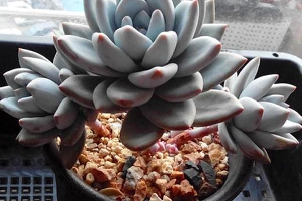 霜之朝如何爆盆,养殖过程中一定多晒光