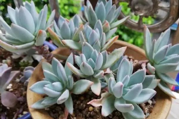 霜之朝如何爆盆,养殖过程中一定多晒光