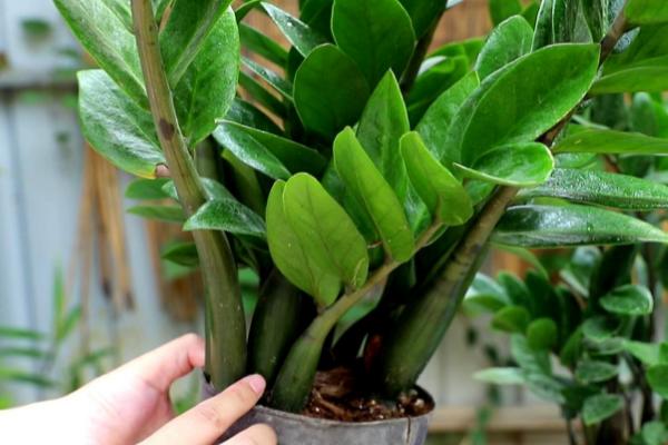 金钱树幼苗怎么繁殖，可采用扦插、分株等方式