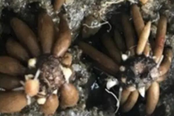 怎么保存花毛茛的种球,可挖出种球洗净晾干、再放至阴凉干燥处贮藏