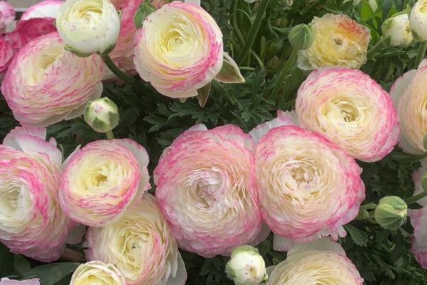 怎么保存花毛茛的种球,可挖出种球洗净晾干、再放至阴凉干燥处贮藏