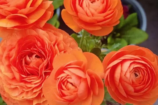 怎么保存花毛茛的种球,可挖出种球洗净晾干、再放至阴凉干燥处贮藏