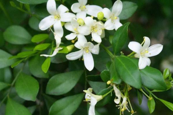 九里香有没有毒,没有毒但不适合养在卧室内