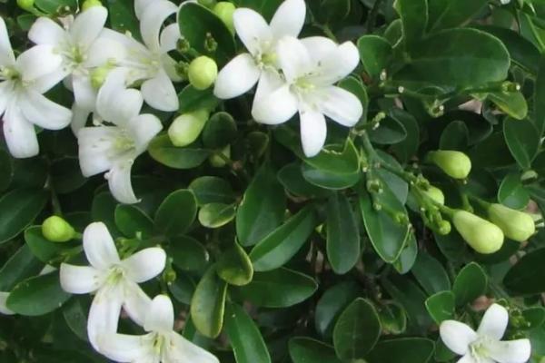 九里香有没有毒,没有毒但不适合养在卧室内