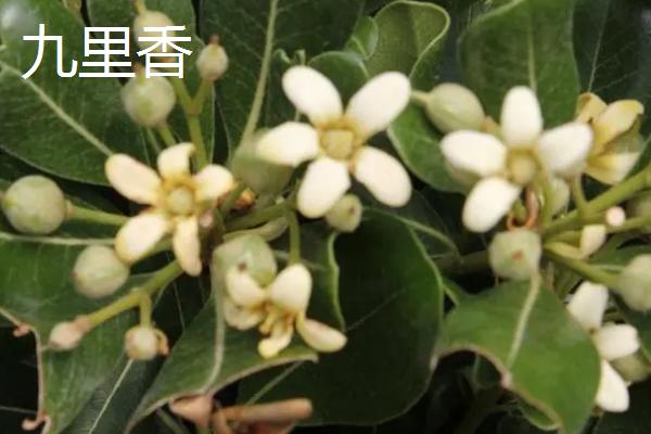 九里香有没有毒,没有毒但不适合养在卧室内