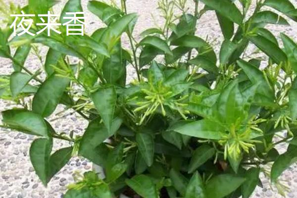 九里香有没有毒,没有毒但不适合养在卧室内