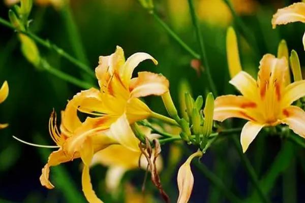 萱草不开花的原因,可能是土壤板结、积水严重、光照不足等原因造成