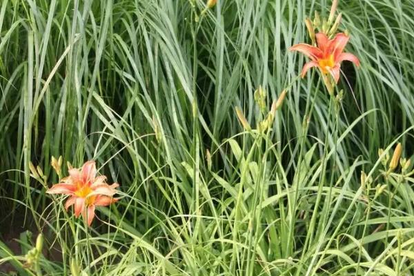 萱草不开花的原因,可能是土壤板结、积水严重、光照不足等原因造成