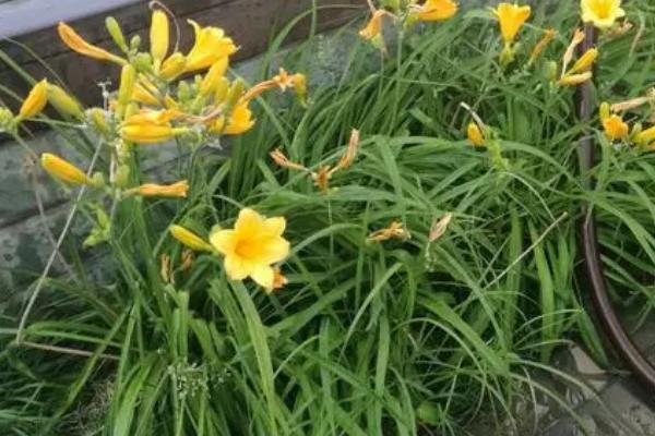 萱草不开花的原因,可能是土壤板结、积水严重、光照不足等原因造成