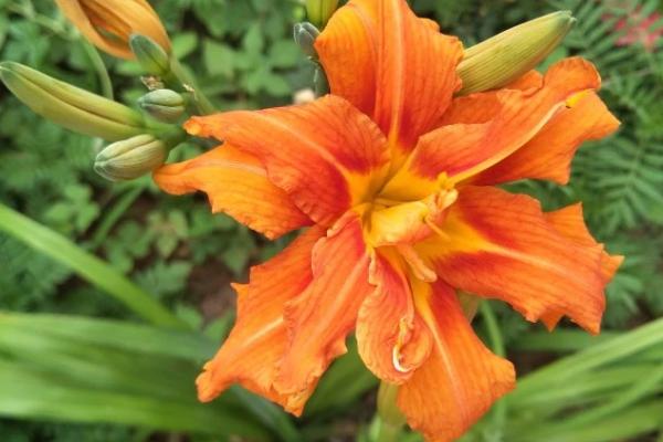 萱草不开花的原因,可能是土壤板结、积水严重、光照不足等原因造成