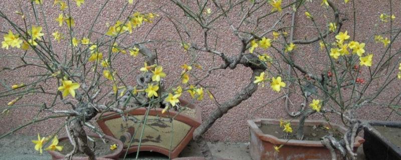 盆栽迎春花的养殖要点，需要为植株提供合适的水分