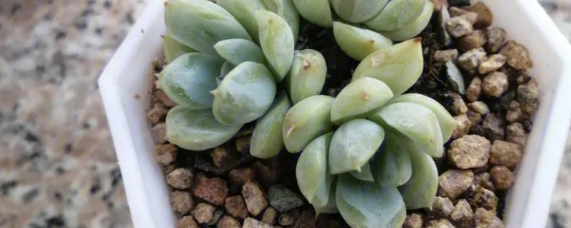 多肉暴晒后叶子软皱怎么办,需及时移至室内阴凉环境中