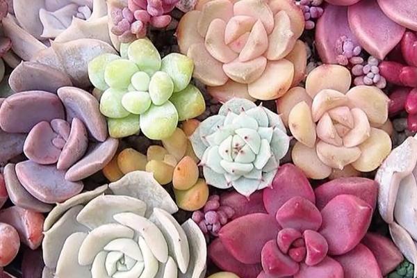 多肉暴晒后叶子软皱怎么办,需及时移至室内阴凉环境中