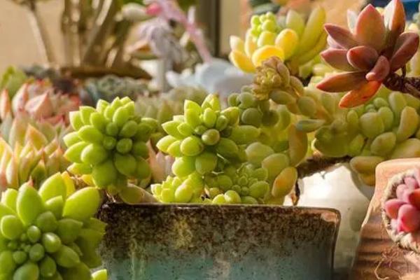 多肉暴晒后叶子软皱怎么办,需及时移至室内阴凉环境中