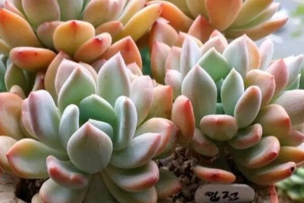 多肉暴晒后叶子软皱怎么办,需及时移至室内阴凉环境中