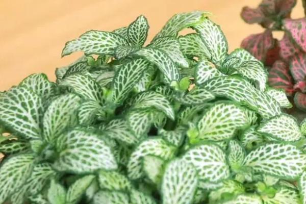 网纹草的浇水方法,春季需水量最大