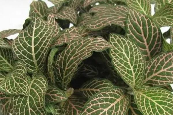 网纹草的浇水方法,春季需水量最大